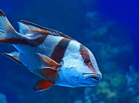 Blue and Pink Tang Fish